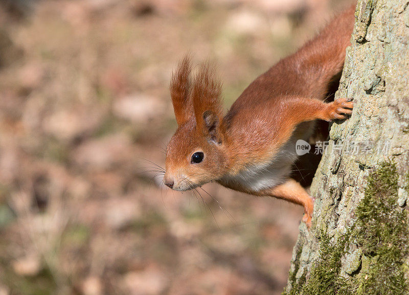 好奇的红松鼠(Sciurus vulgaris)正在爬树